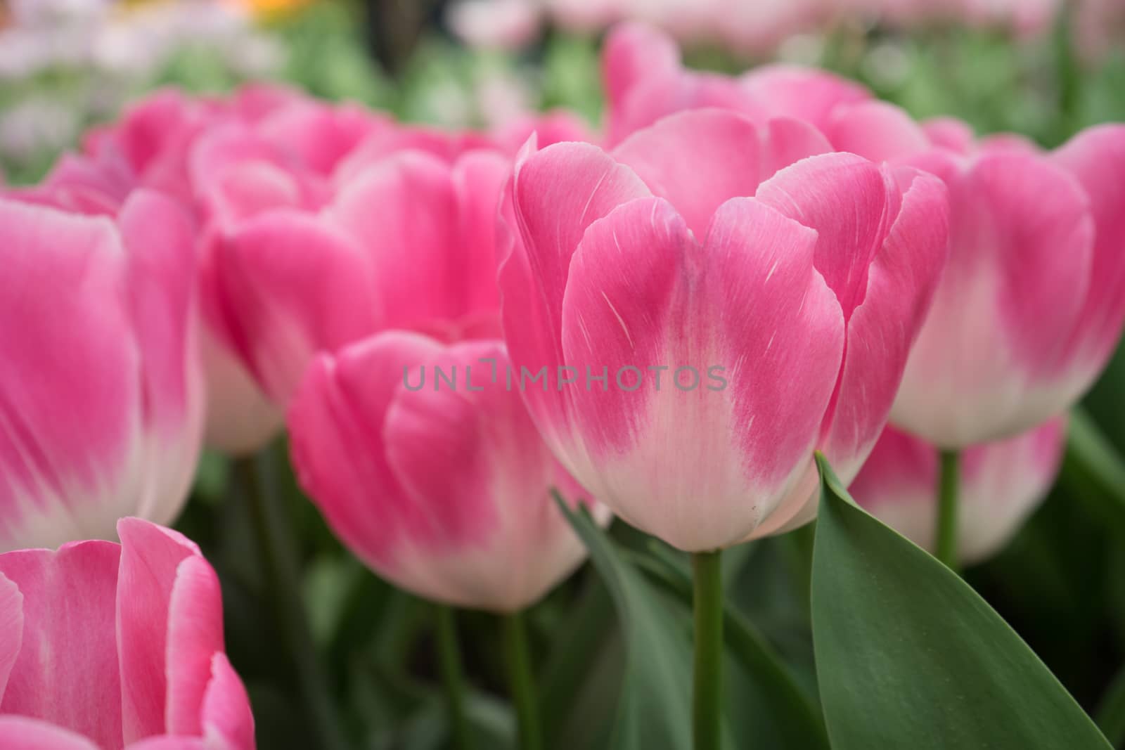 Pink tulip flowers in a garden in Lisse, Netherlands, Europe on a bright summer day