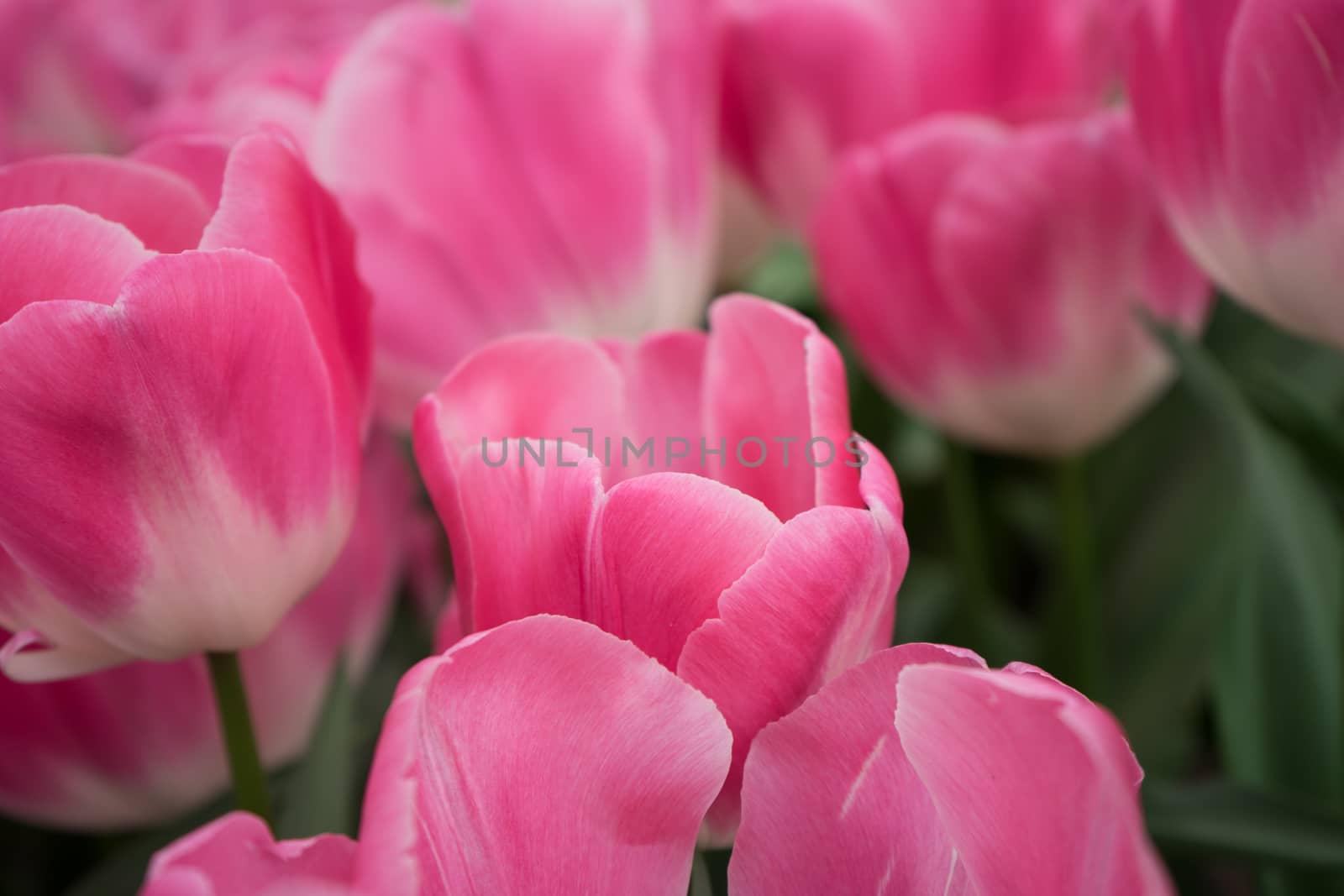 Pink tulip flowers in a garden in Lisse, Netherlands, Europe by ramana16