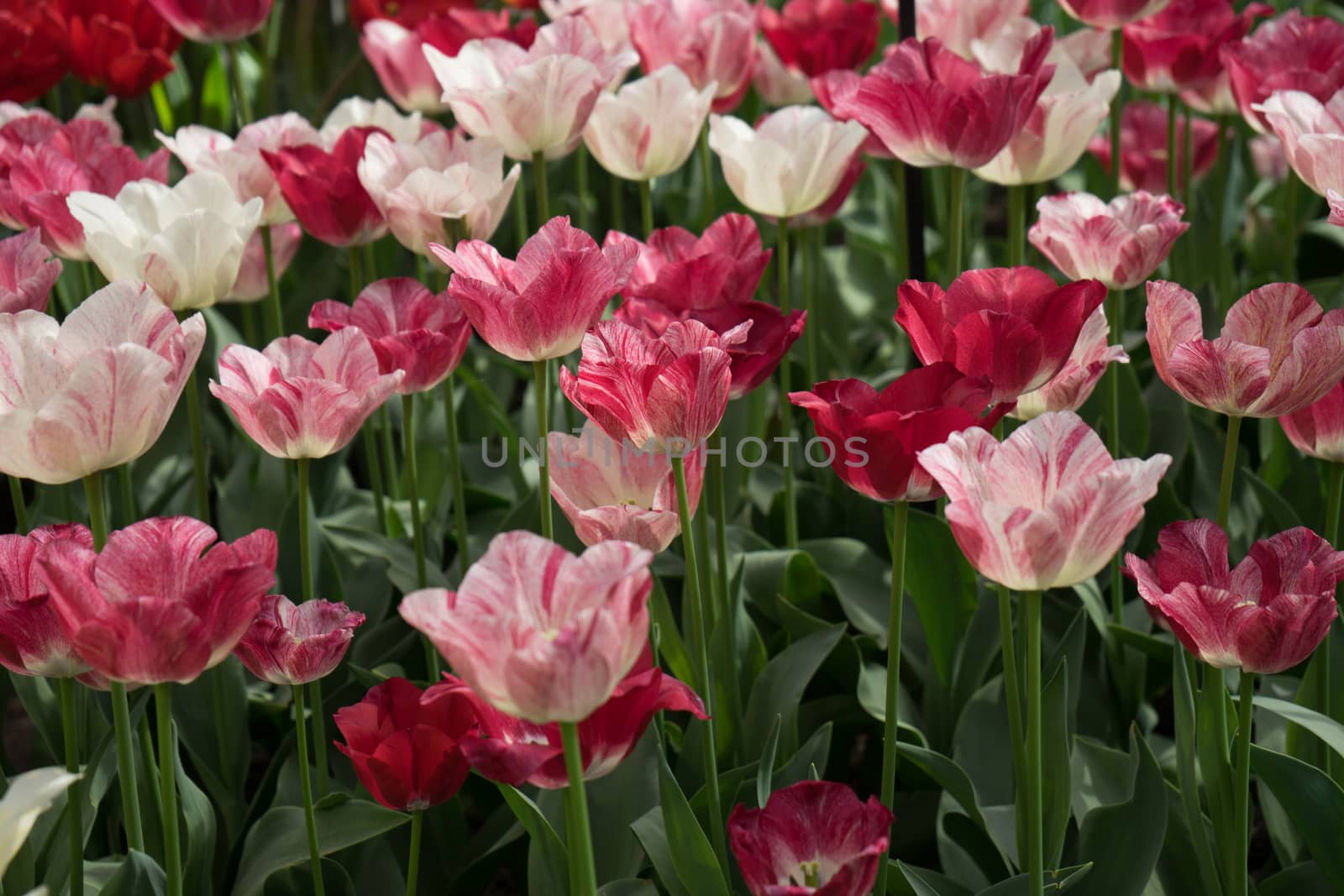 Pink and red  tulip flowers in a garden in Lisse, Netherlands, Europe on a bright summer day