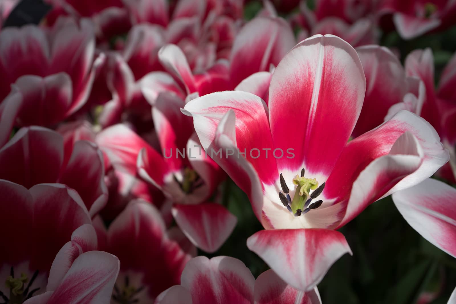 pink and white colored tulip flowers in a garden in Lisse, Netherlands, Europe  on a spring day