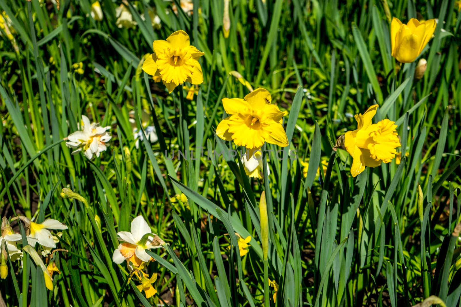 White and yellow daffodils in a flower garden in Lisse, Keukenho by ramana16