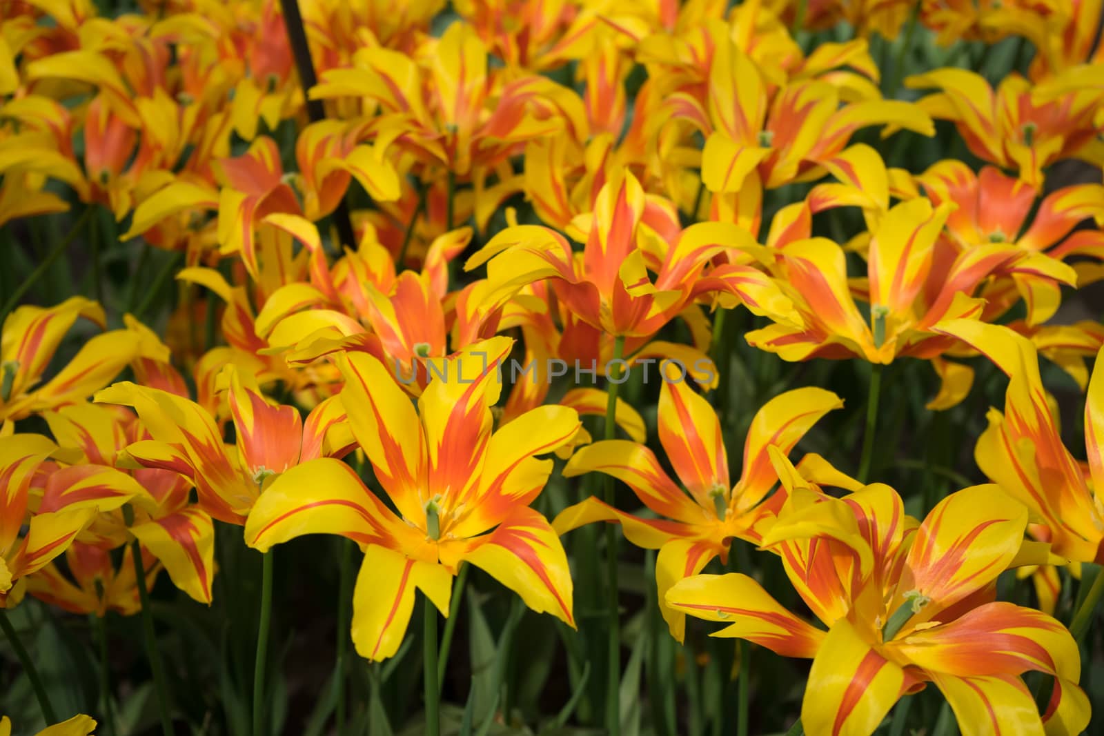 Yellow daffodil flowers in a garden in Lisse, Netherlands, Europe on a bright summer day