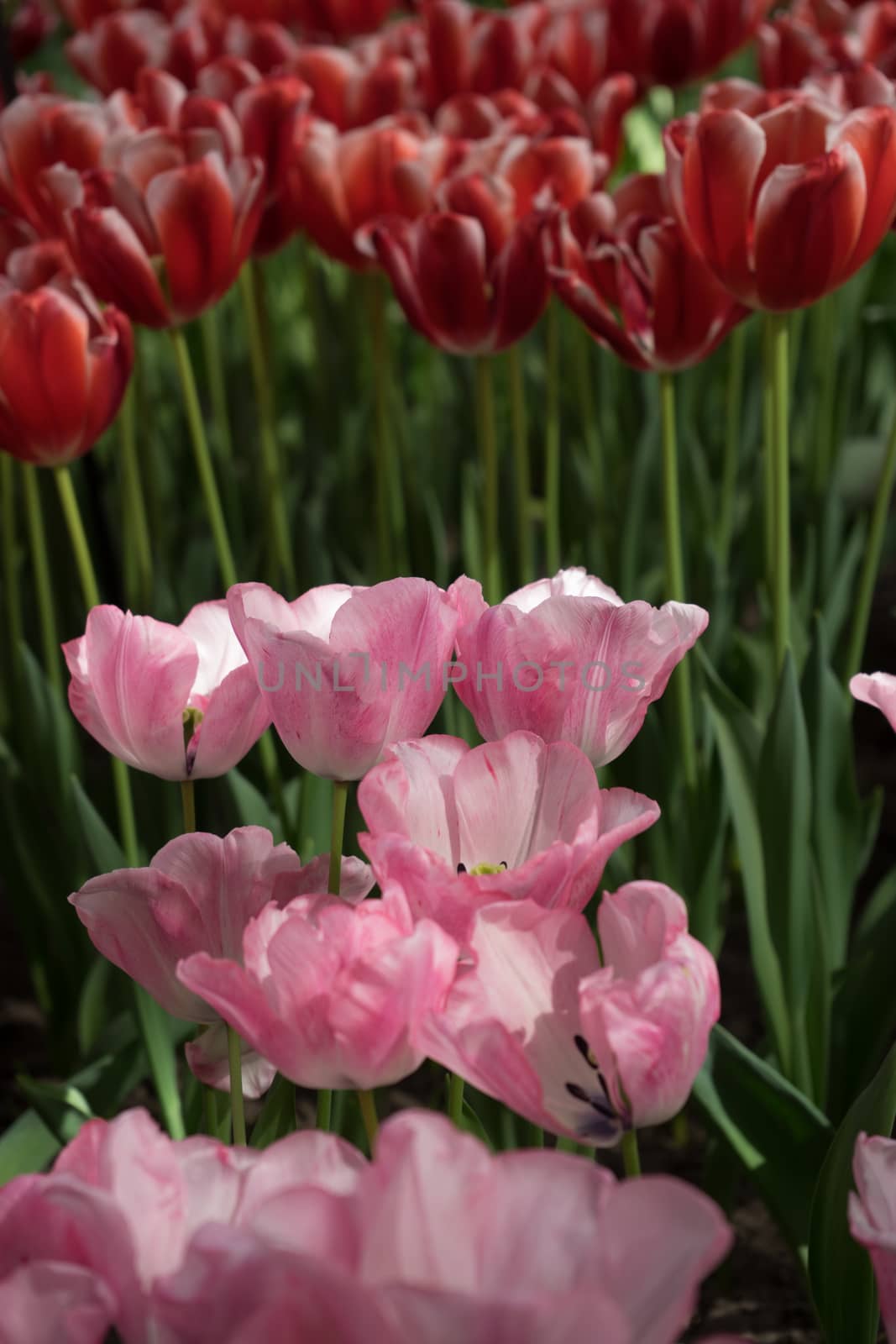 Pink and red tulip flowers in a garden in Lisse, Netherlands, Europe on a bright summer day