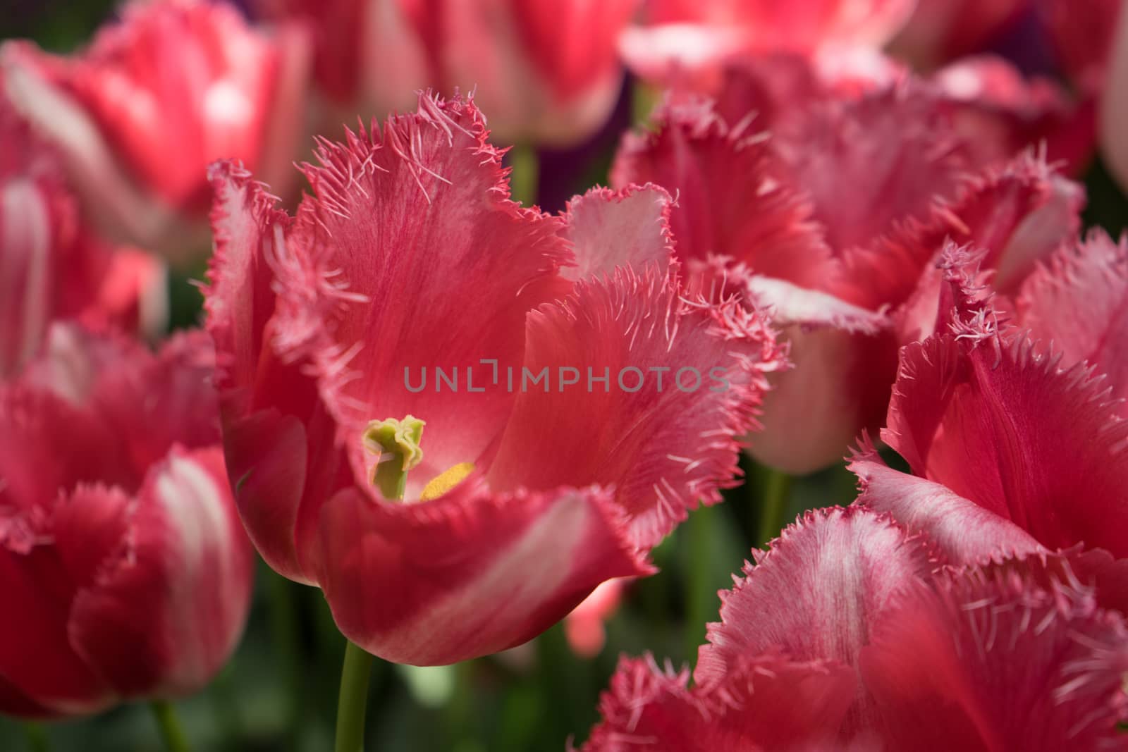 Red tulip buds in a garden in Lisse, Netherlands, Europe on a bright summer day