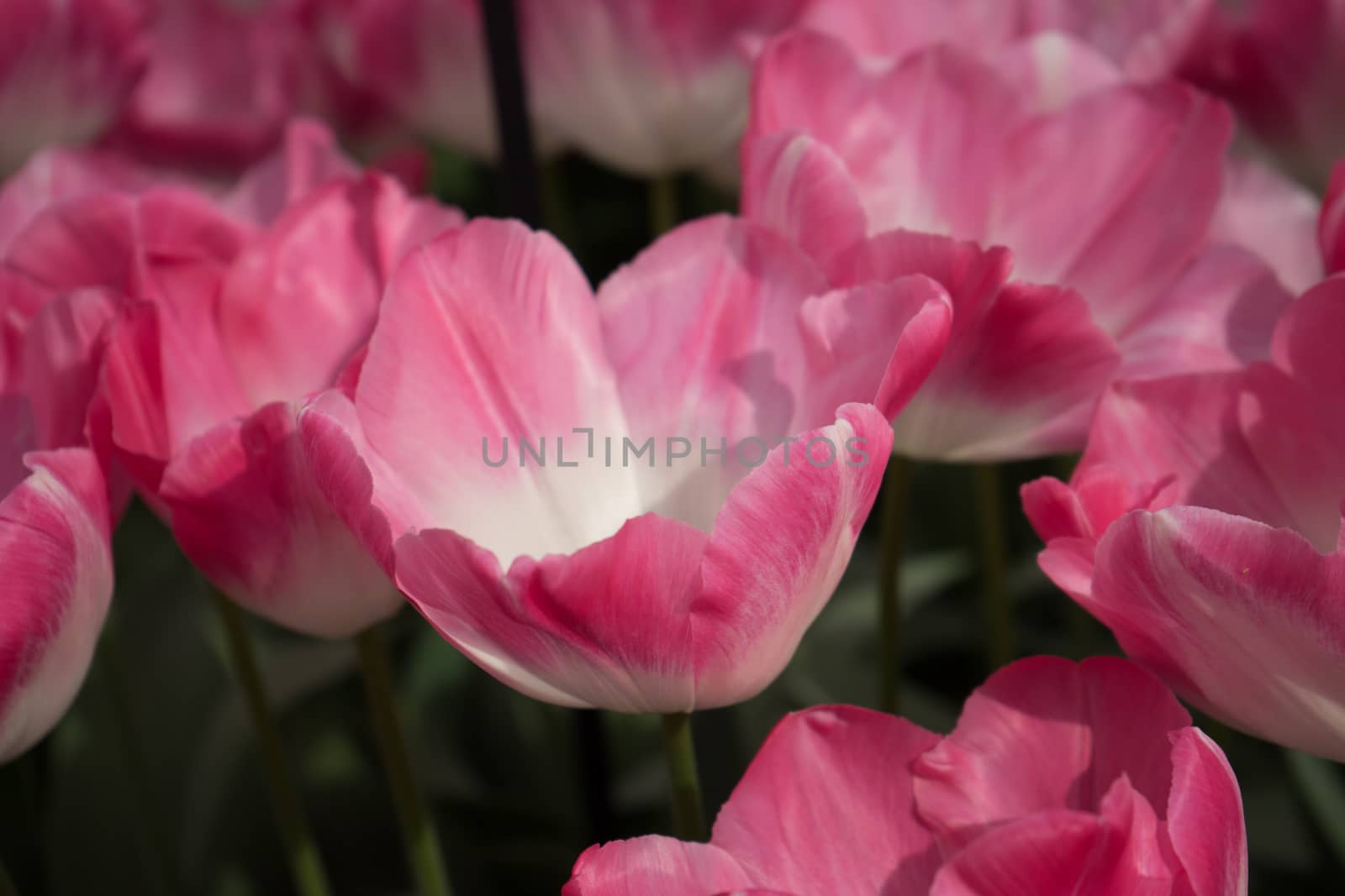 Pink tulip flowers in a garden in Lisse, Netherlands, Europe on a bright summer day