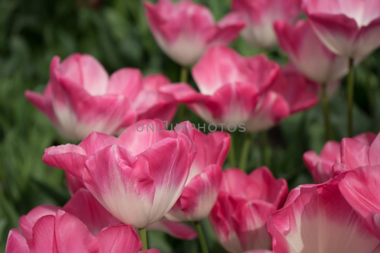 Pink tulip flowers in a garden in Lisse, Netherlands, Europe on a bright summer day