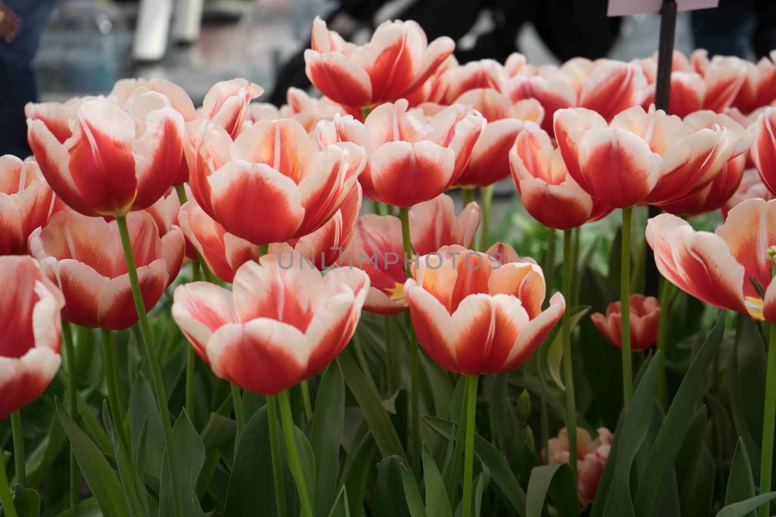 Red and white  tulip flowers in a garden in Lisse, Netherlands, Europe on a bright summer day