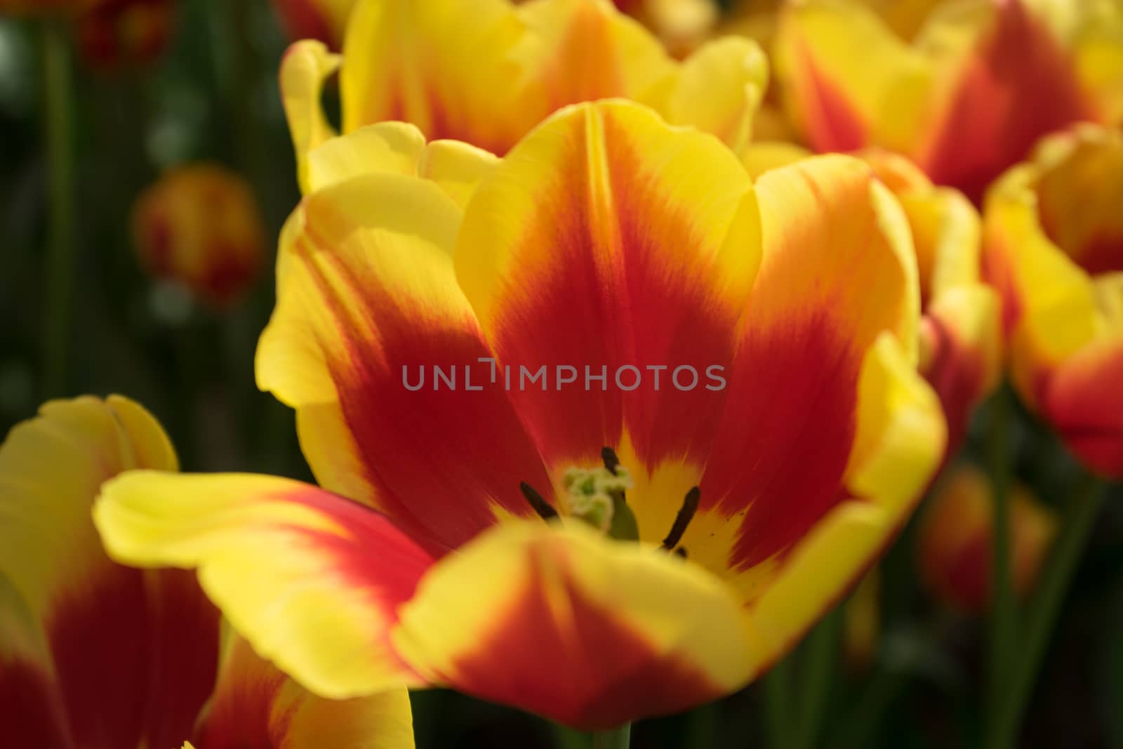 Yellow tulip flowers in a garden in Lisse, Netherlands, Europe on a bright summer day