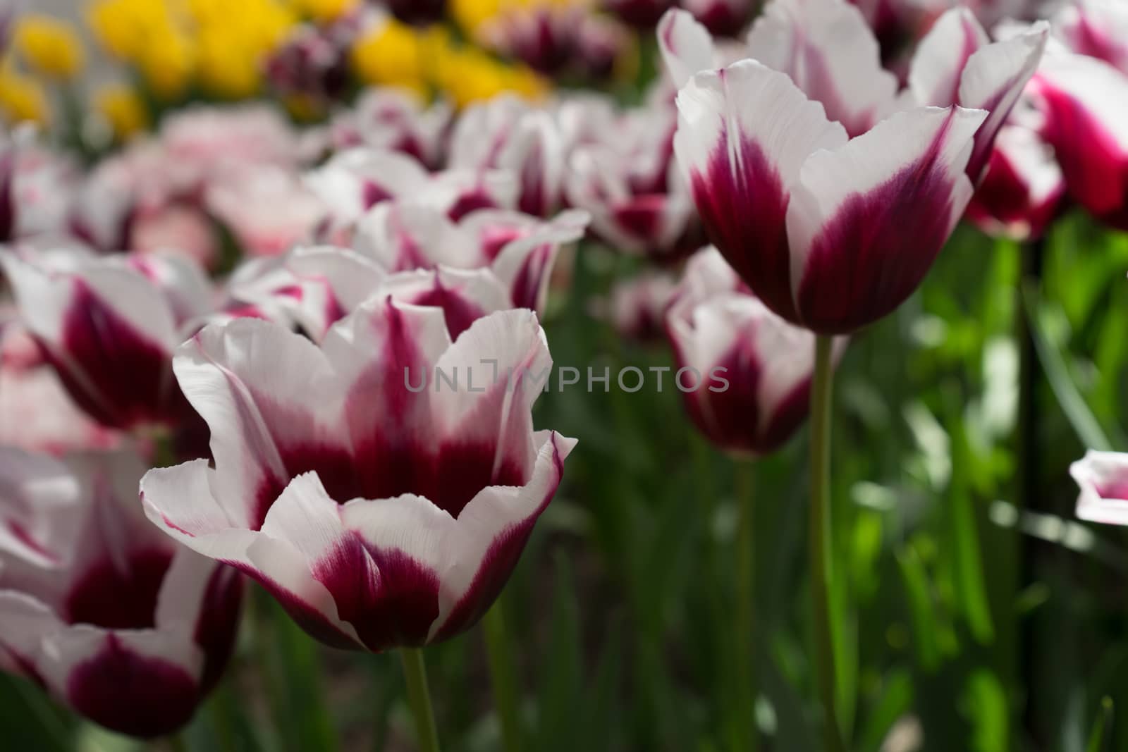 White and Magenta tulip flowers in a garden in Lisse, Netherlands, Europe on a bright summer day