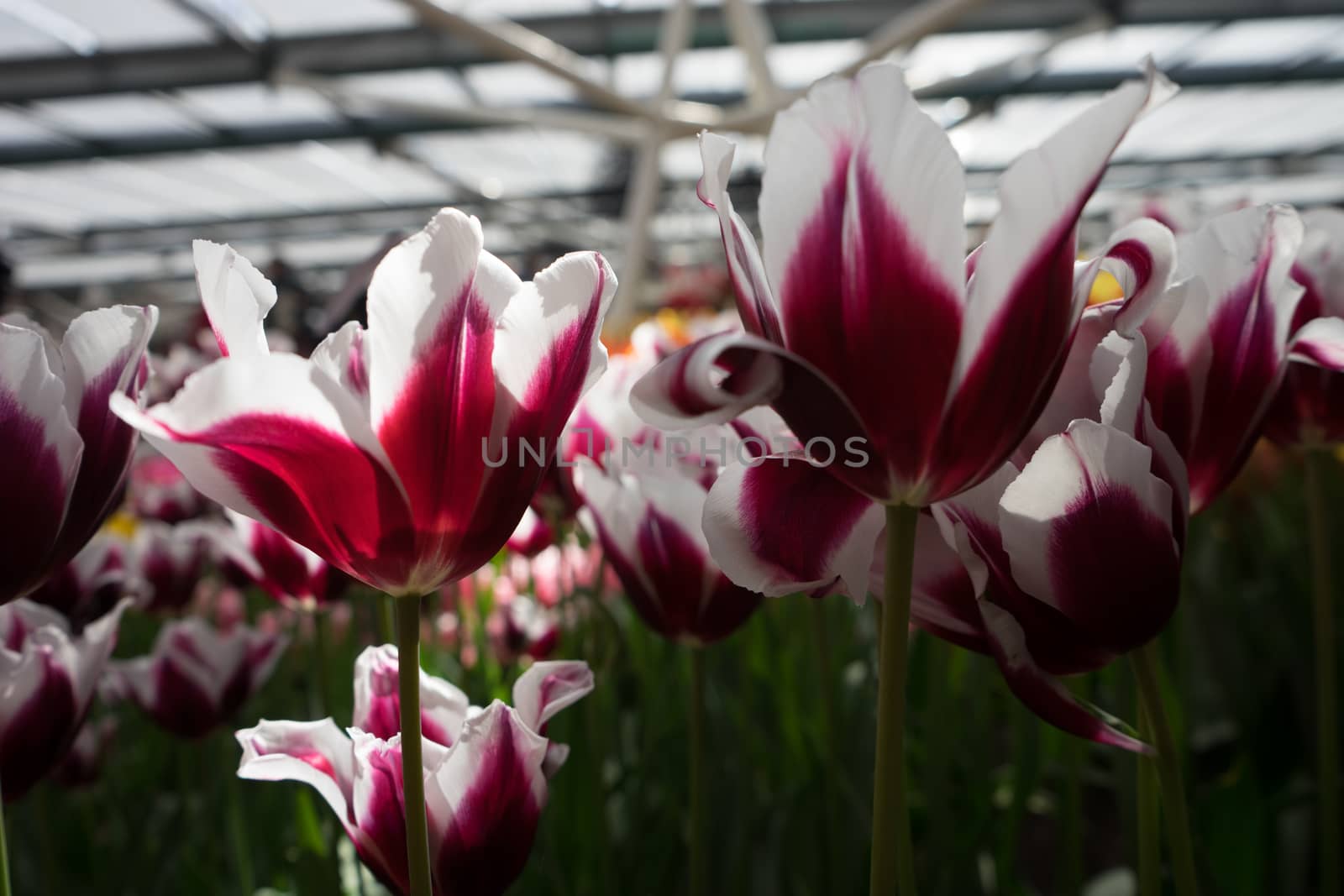 White and Magenta tulip flowers in a garden in Lisse, Netherlands, Europe on a bright summer day