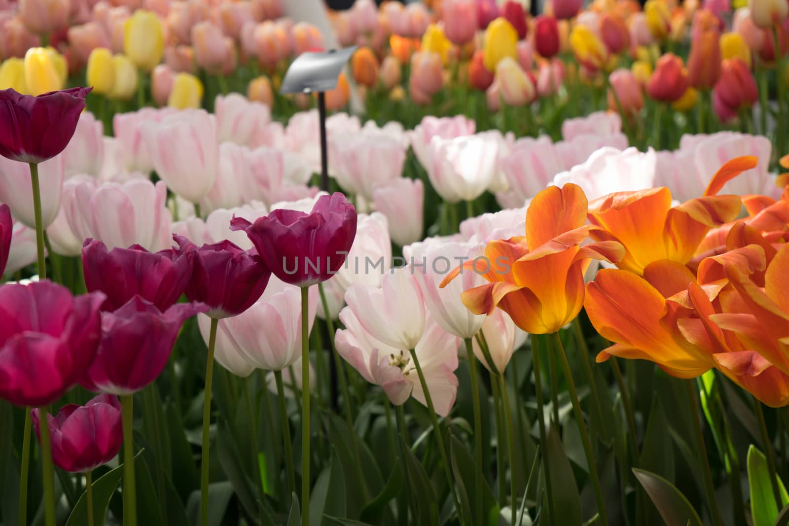 Bright colored tulip flowers in a garden in Lisse, Netherlands, Europe on a bright summer day