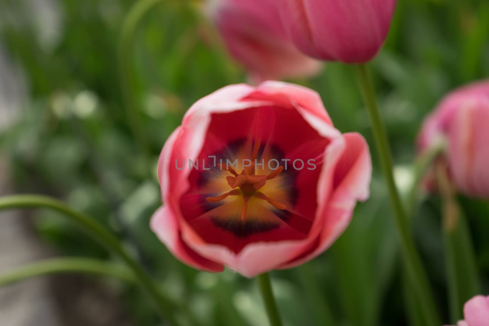 Red tulip flowers in a garden in Lisse, Netherlands, Europe on a bright summer day