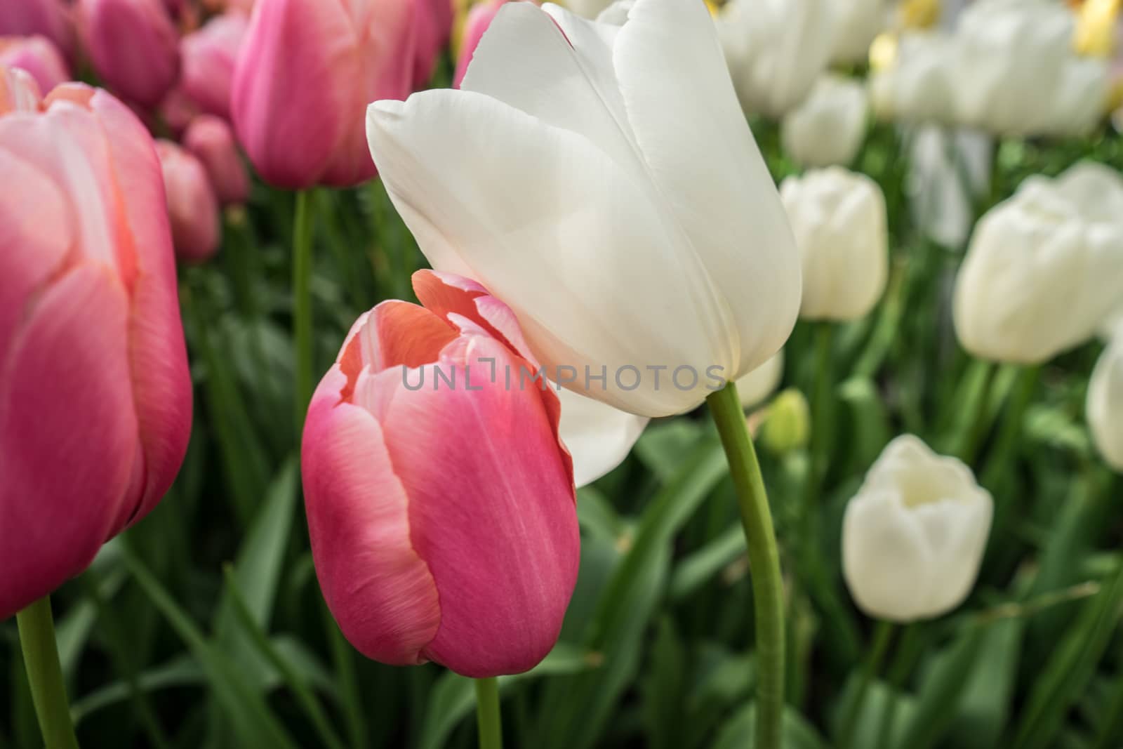 White and Pink tulip flowers in a garden in Lisse, Netherlands,  by ramana16