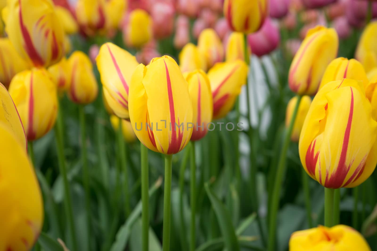 Yellow tulip flowers in a garden in Lisse, Netherlands, Europe on a bright summer day