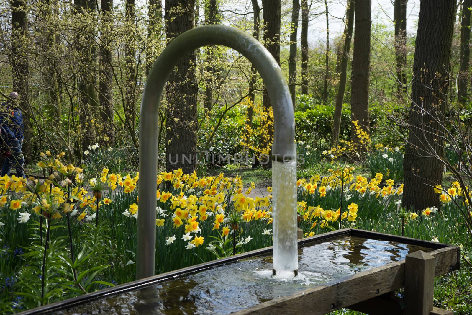 water flowing from a bent pipe into a container in a garden on a summer day in Lisse, Keukenhoff,  Netherlands, Europe