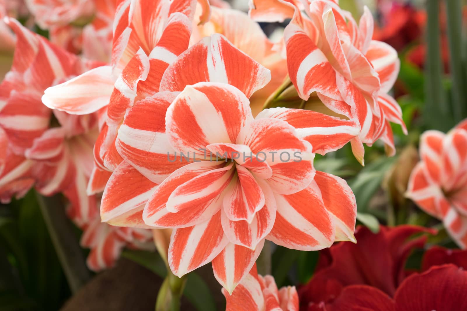 White and Orange tulip flowers in a garden in Lisse, Netherlands, Europe on a bright summer day