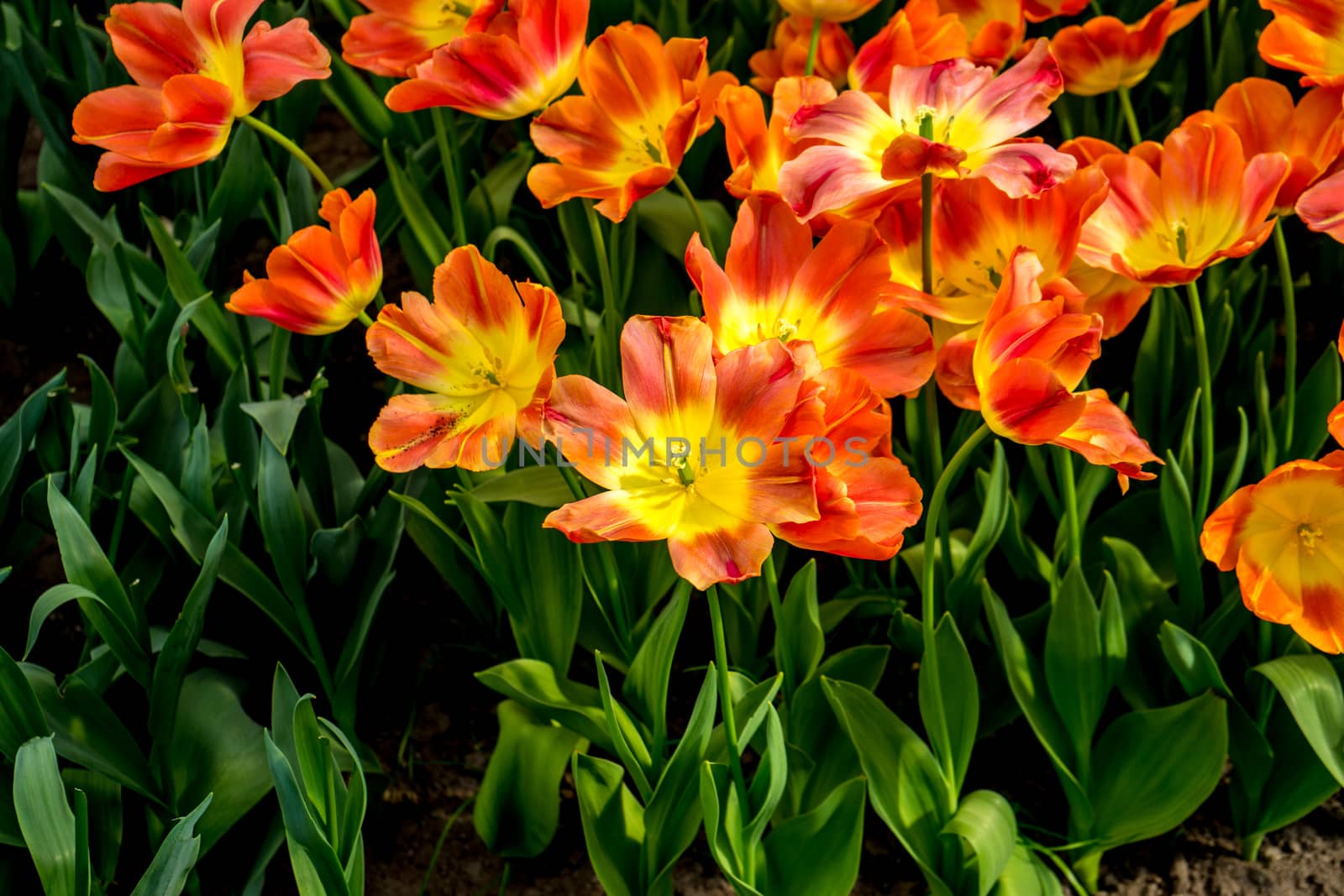 Red and Yellow tulip flowers in a garden in Lisse, Netherlands, Europe on a bright summer day