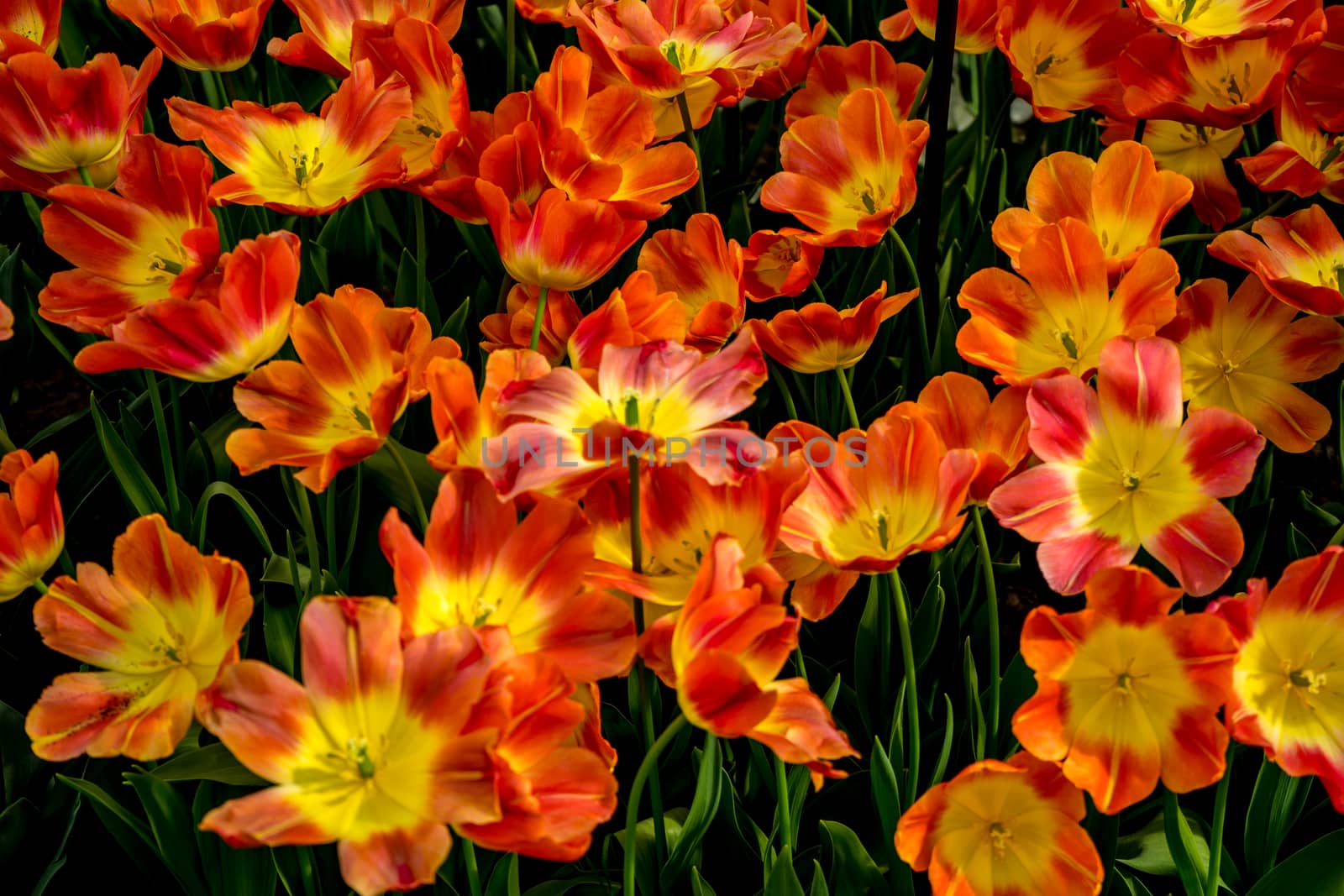 Red and Yellow tulip flowers in a garden in Lisse, Netherlands,  by ramana16