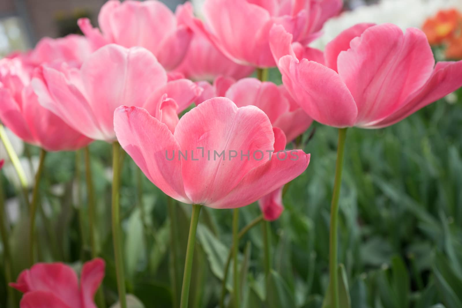 Pink tulip flowers in a garden in Lisse, Netherlands, Europe  by ramana16