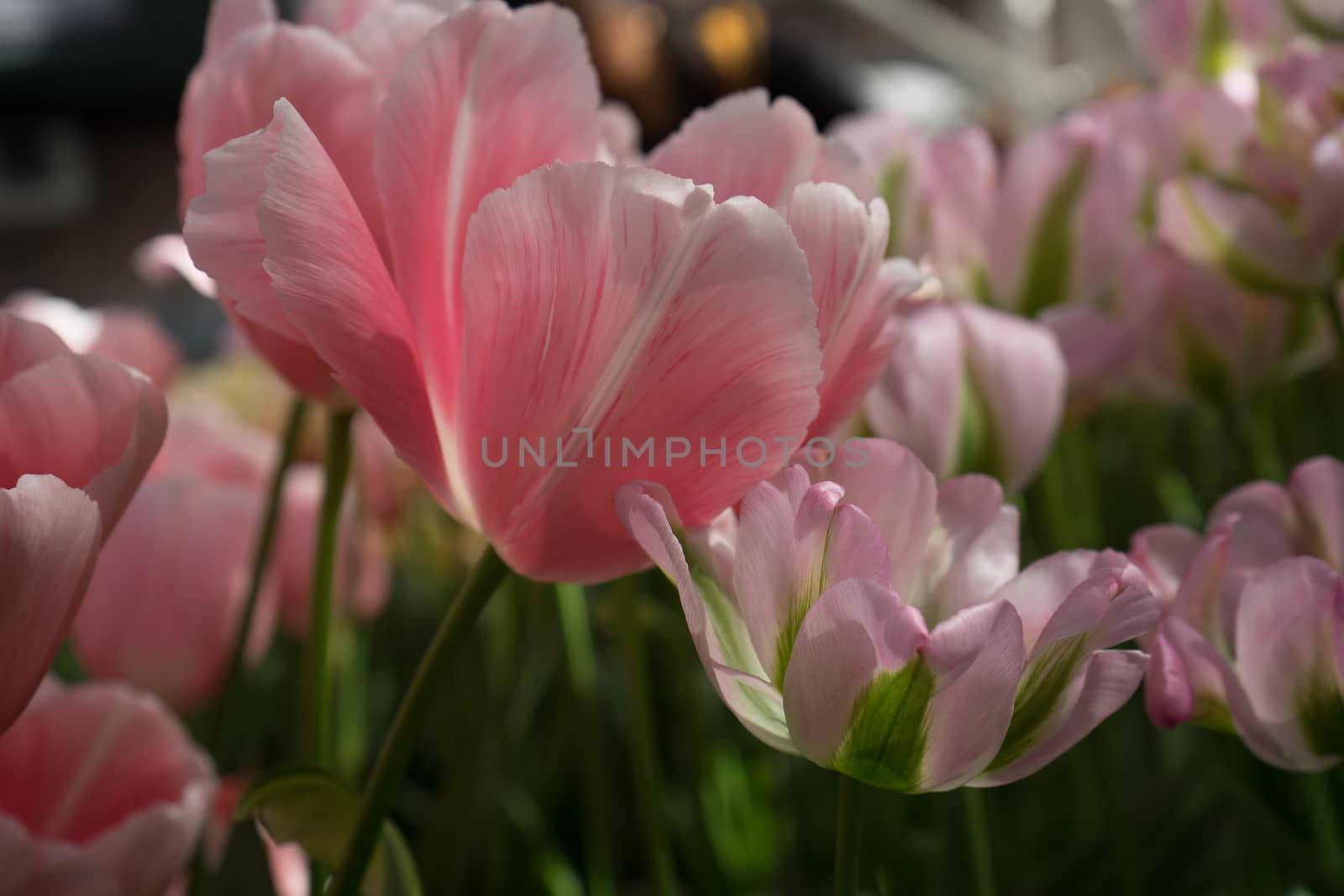 Pink tulip flowers in a garden in Lisse, Netherlands, Europe on a bright summer day