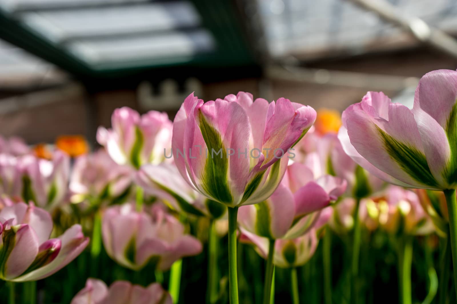 Pink and green tulip flowers in a garden in Lisse, Netherlands,  by ramana16