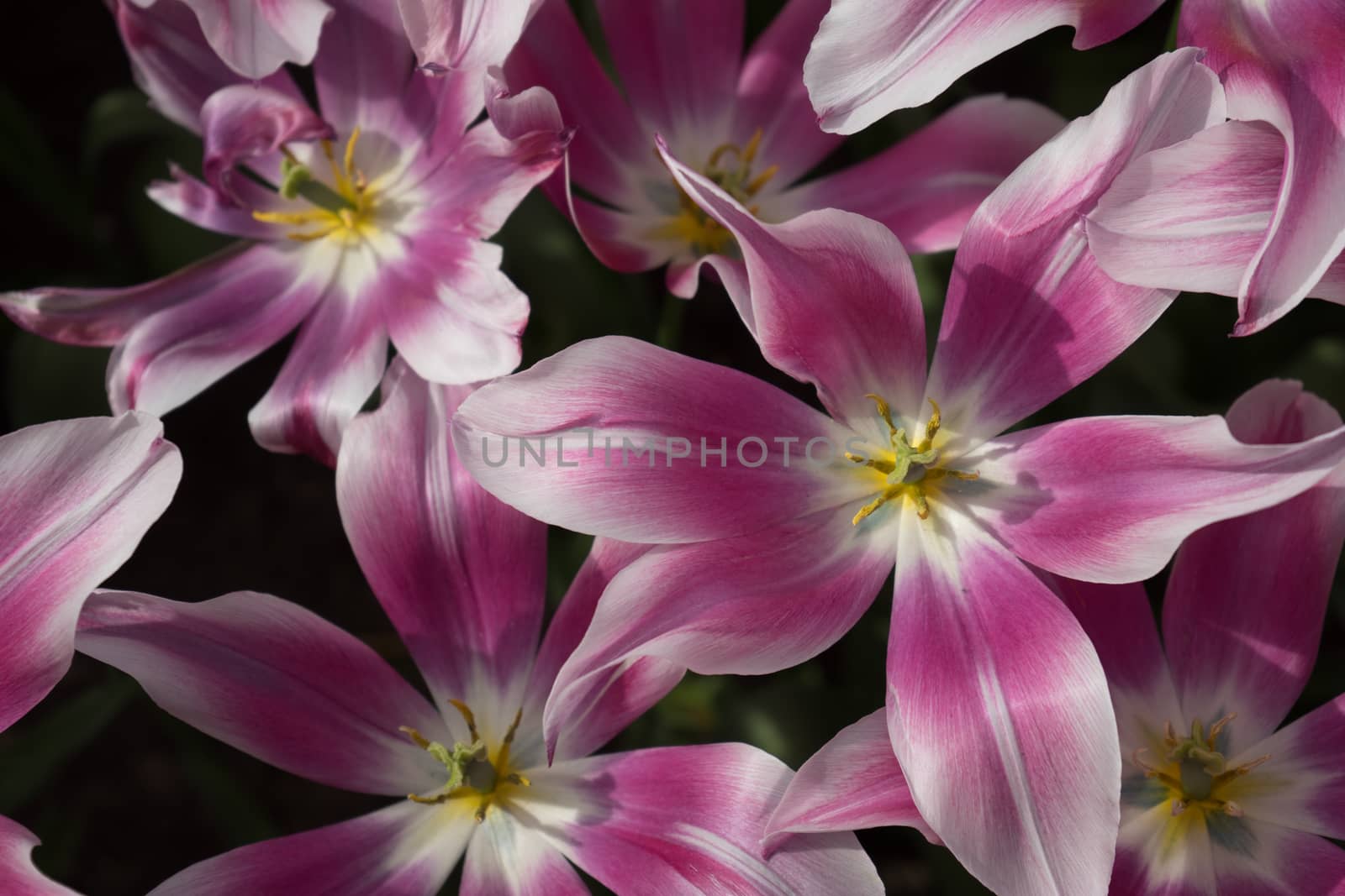 Pink tulip flowers in a garden in Lisse, Netherlands, Europe on a bright summer day