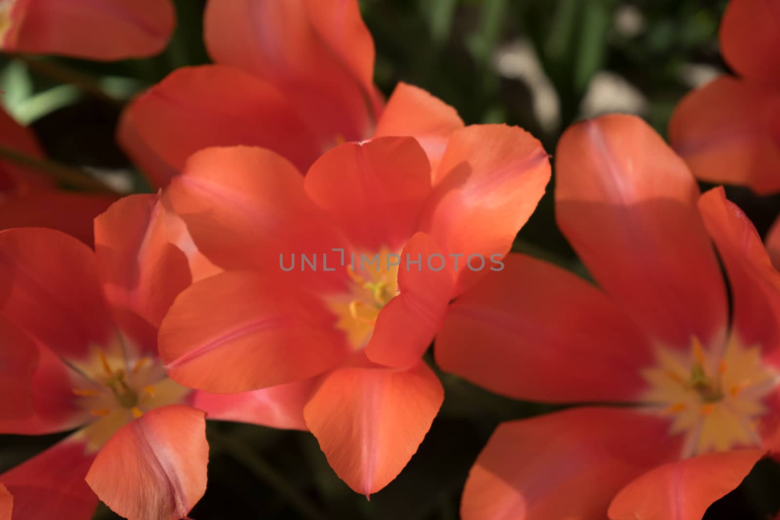 Red tulip flowers in a garden in Lisse, Netherlands, Europe on a bright summer day