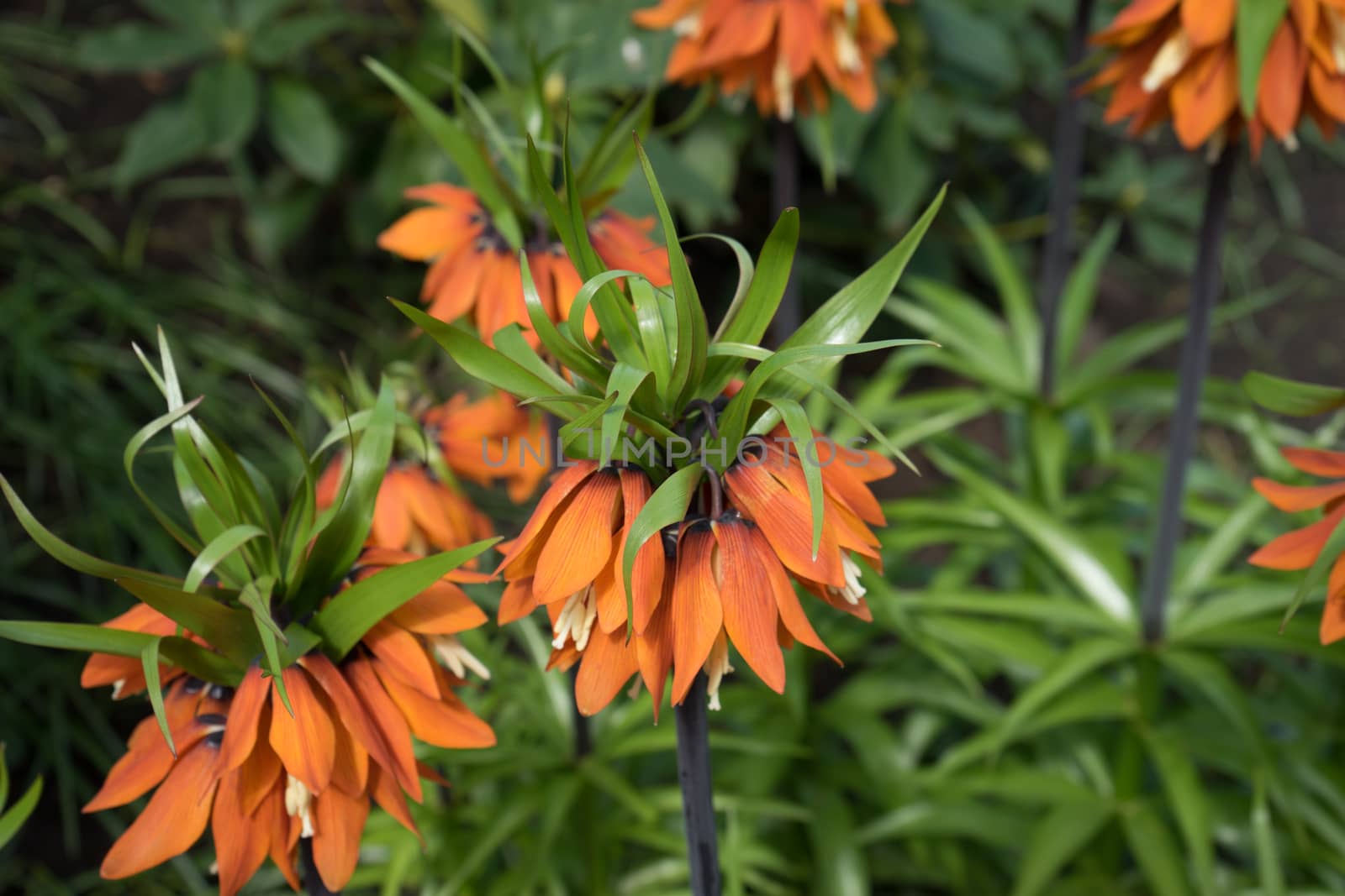 Wild flower plant in a garden in Lisse,Keukenhoff, Netherlands,  by ramana16