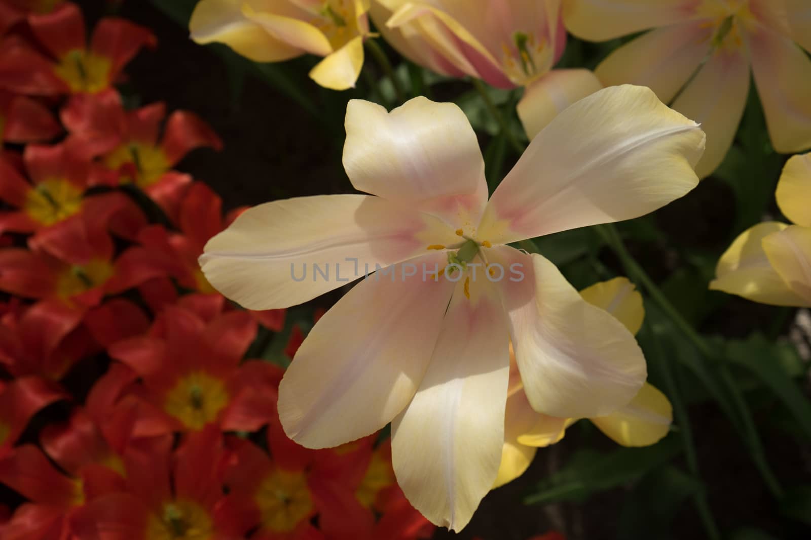 Cream tulip flowers in a garden in Lisse, Netherlands, Europe  on a bright summer day