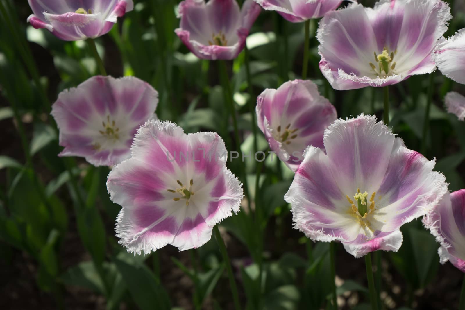 pink tulip flowers in a garden in Lisse, Netherlands, Europe  by ramana16