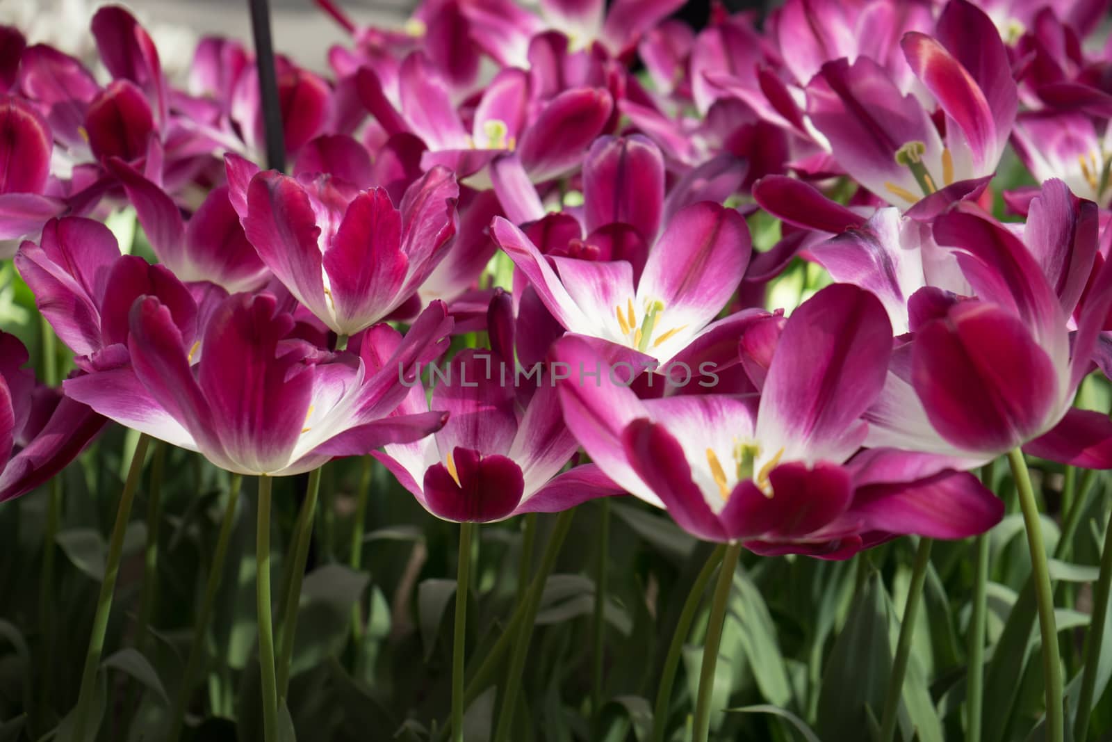 pink tulip flowers in a garden in Lisse, Netherlands, Europe on a bright summer day
