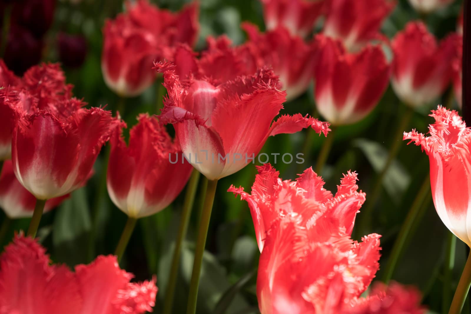 Red color tulip flowers in a garden in Lisse, Netherlands, Europ by ramana16