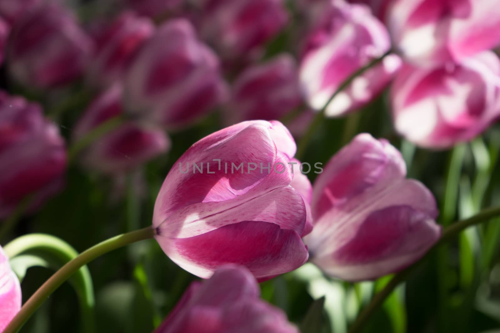 pink tulip flowers in a garden in Lisse, Netherlands, Europe on a bright summer day