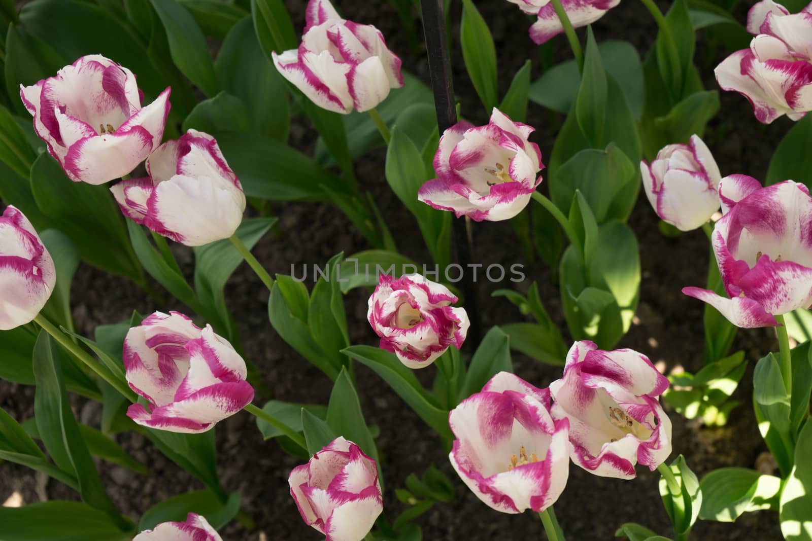pink and white colored tulip flowers in a garden in Lisse, Netherlands, Europe