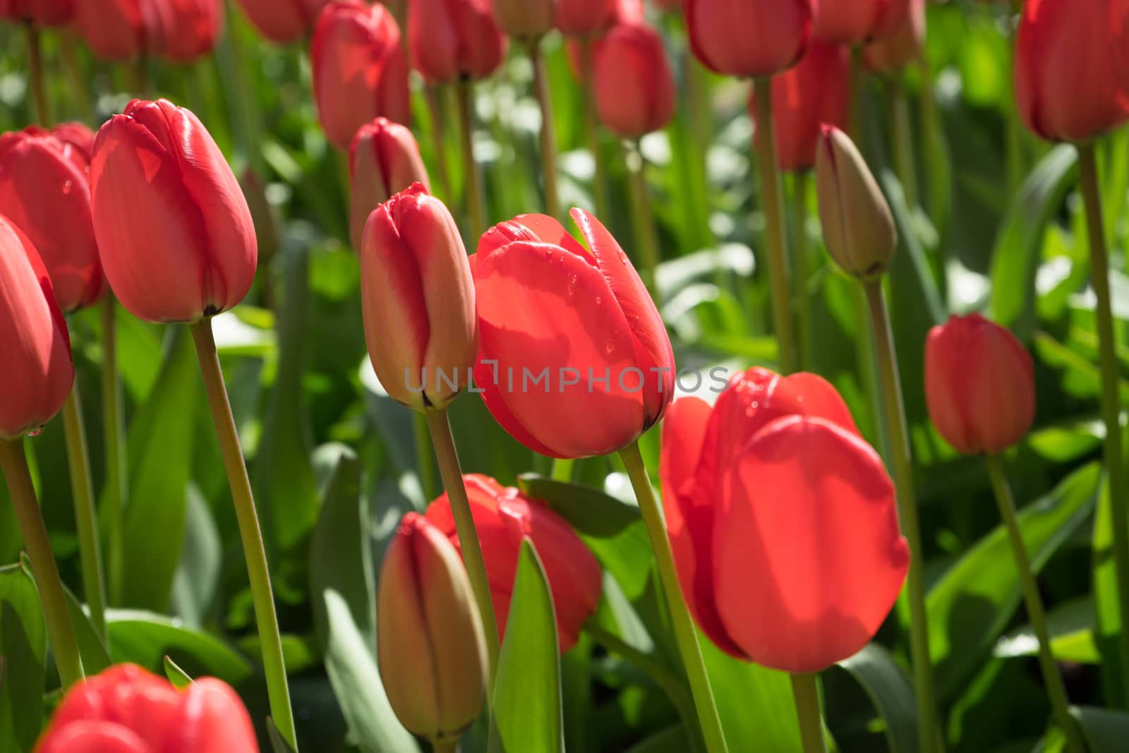 Red tulip buds in Lisse, Keukenhoff,  Netherlands, Europe on a summer day