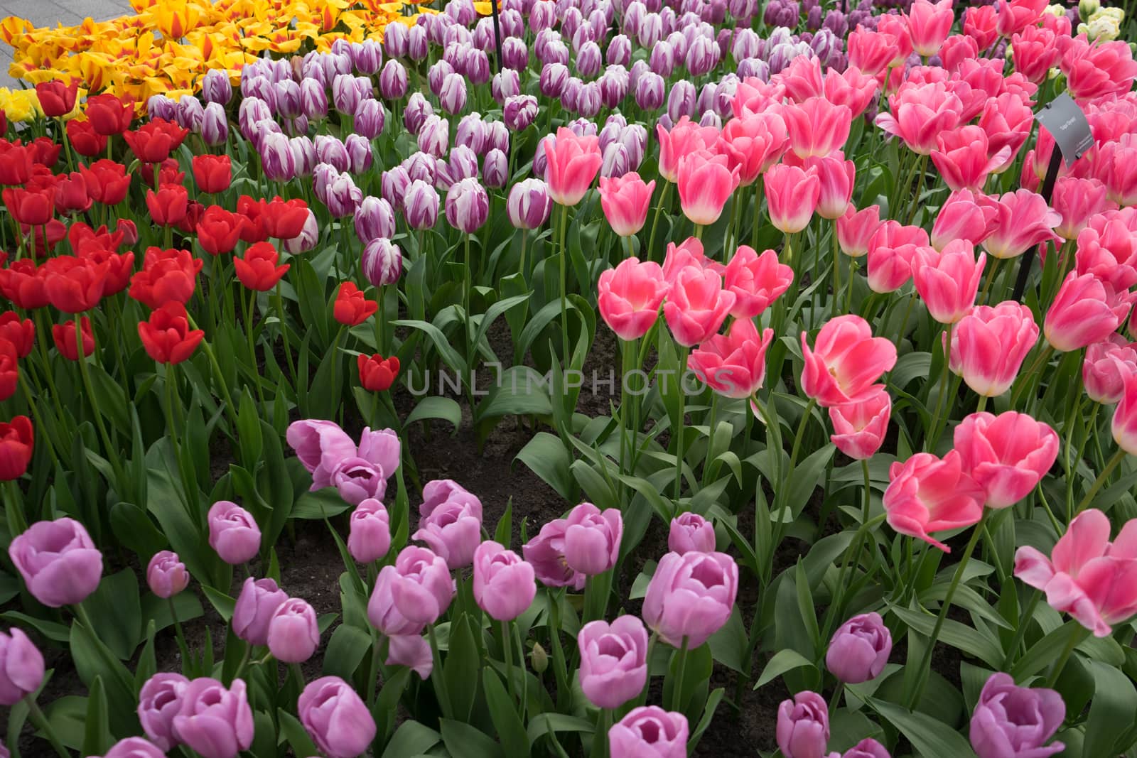 Rose, Pink, Red and Yellow colored tulips in a garden at Lisse, Netherlands, Europe on a bright summer day
