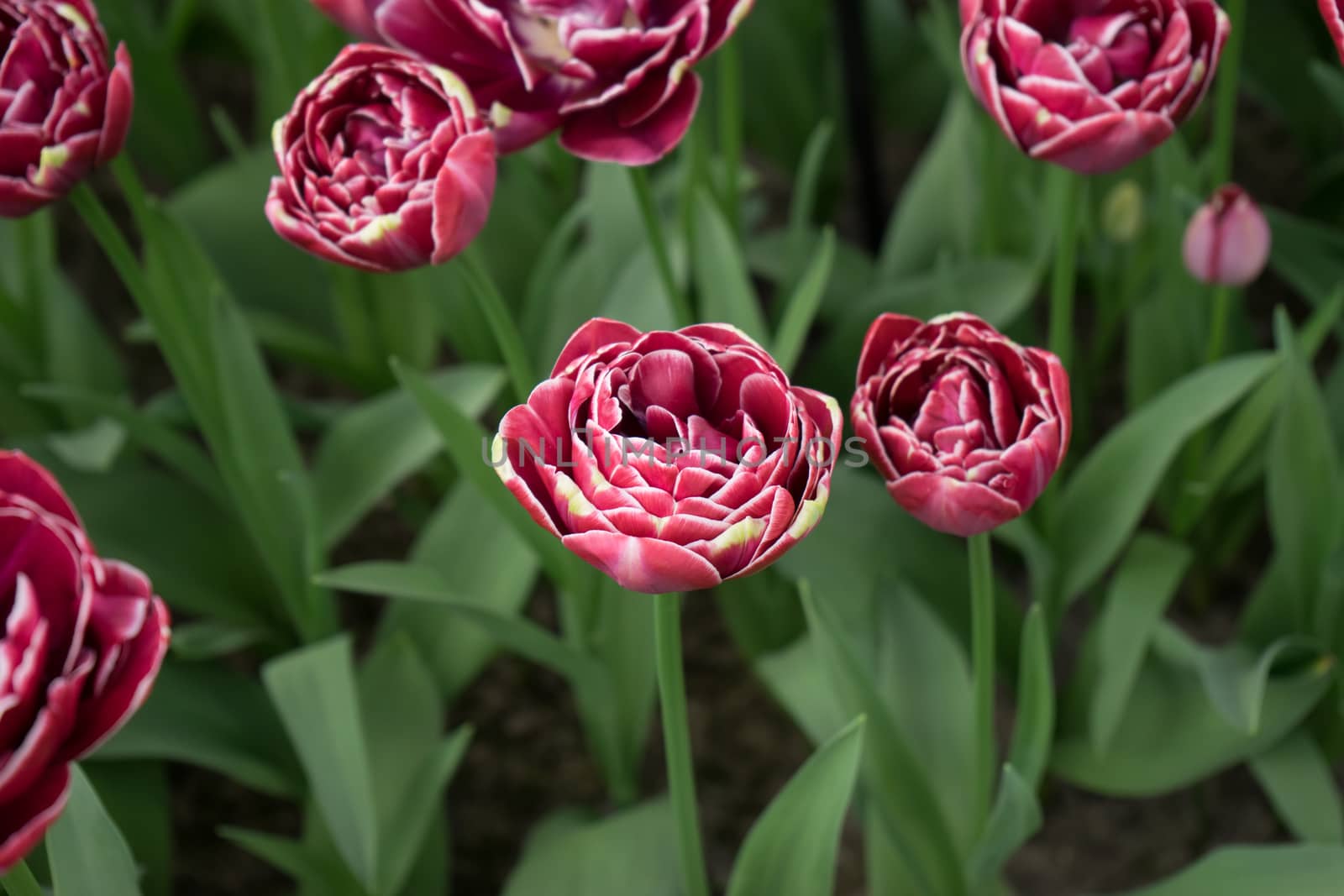 Red color tulip flowers in a garden in Lisse, Netherlands, Europe on a bright summer day