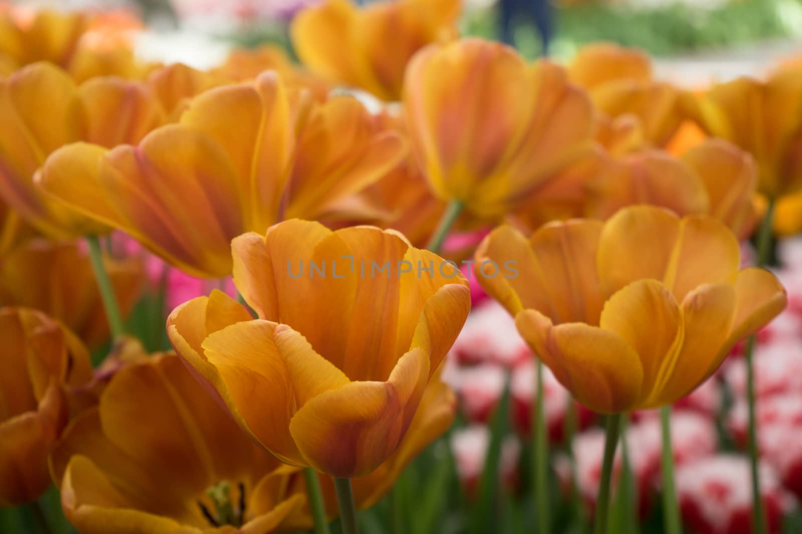 Yellow color tulip flowers in a garden in Lisse, Netherlands, Europe on a bright summer day