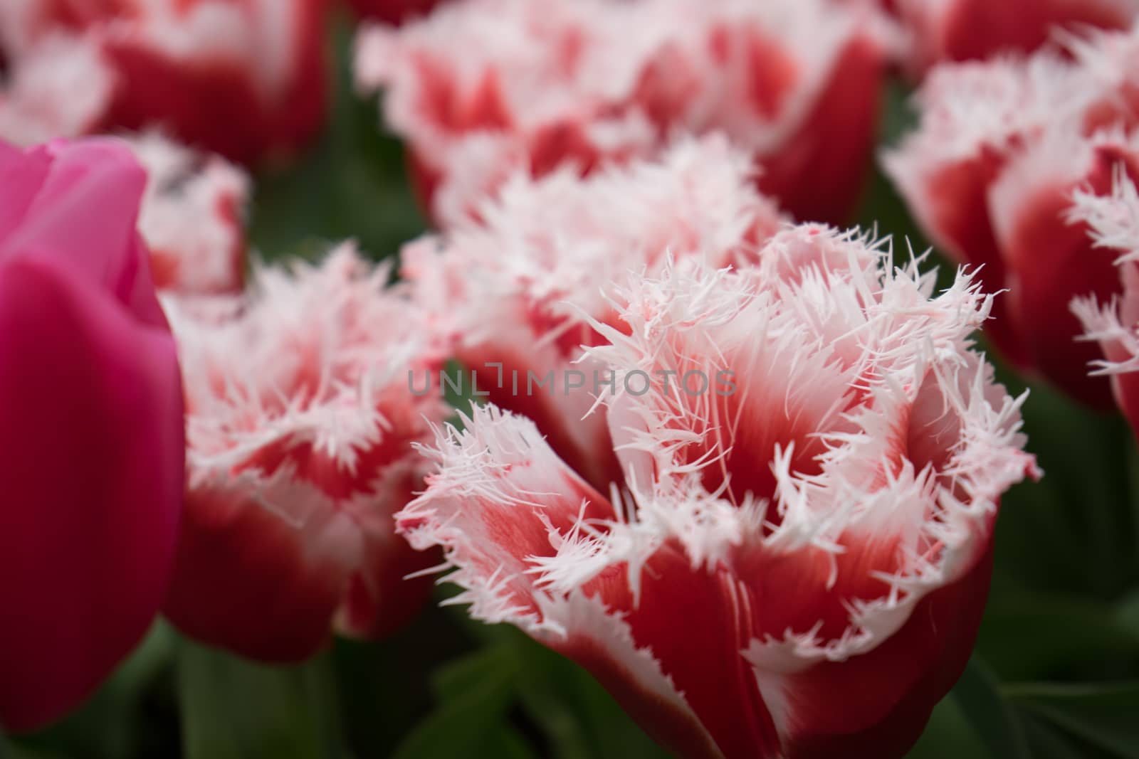 Red and white color tulip flowers in a garden in Lisse, Netherlands, Europe on a bright summer day