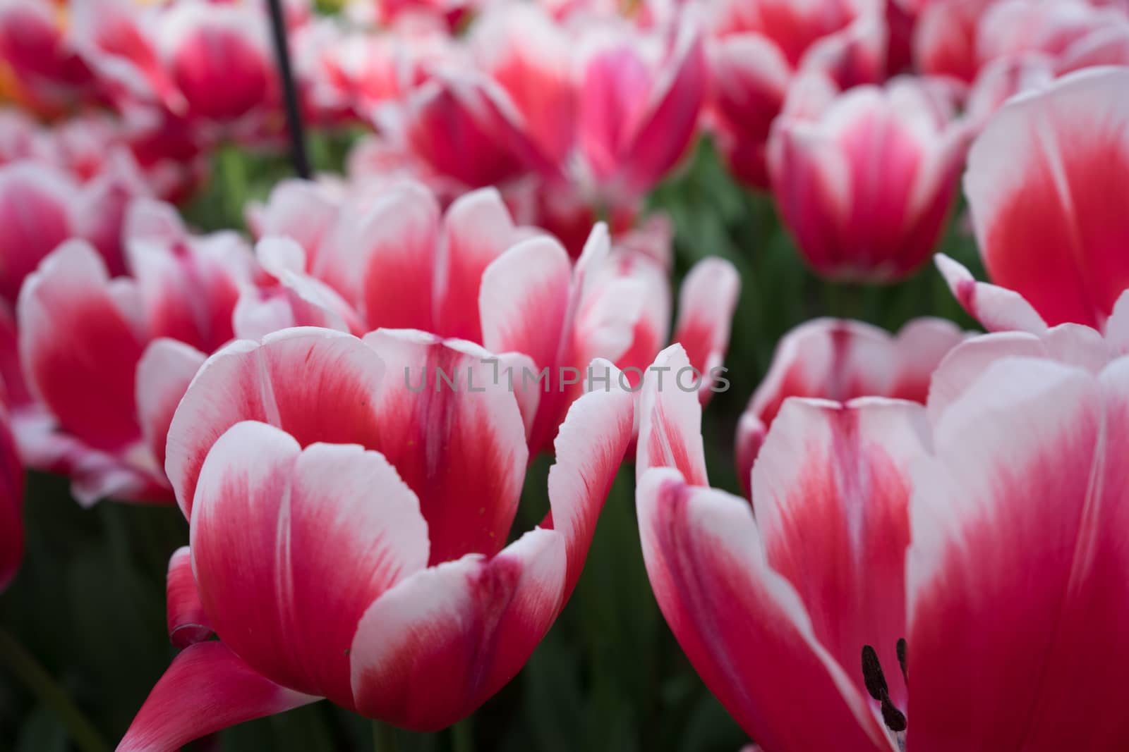 Red and white color tulip flowers in a garden in Lisse, Netherla by ramana16