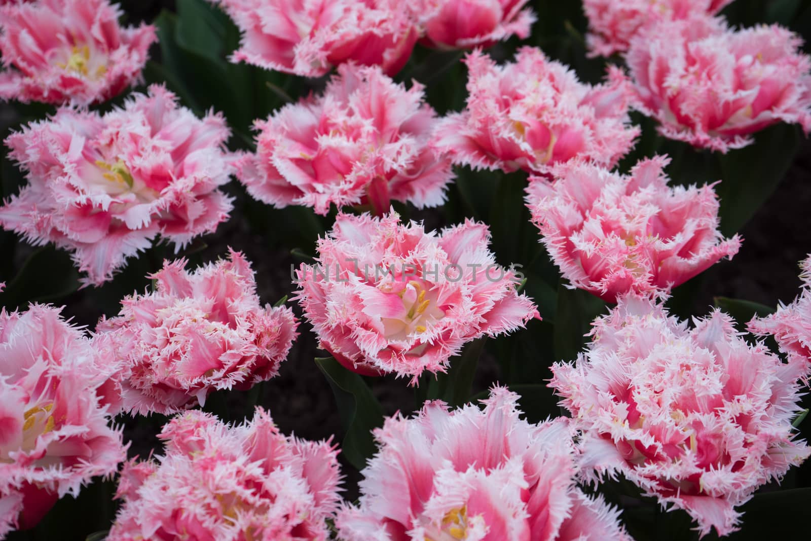 Pink and rose colored tulip flowers in a garden in Lisse, Nether by ramana16