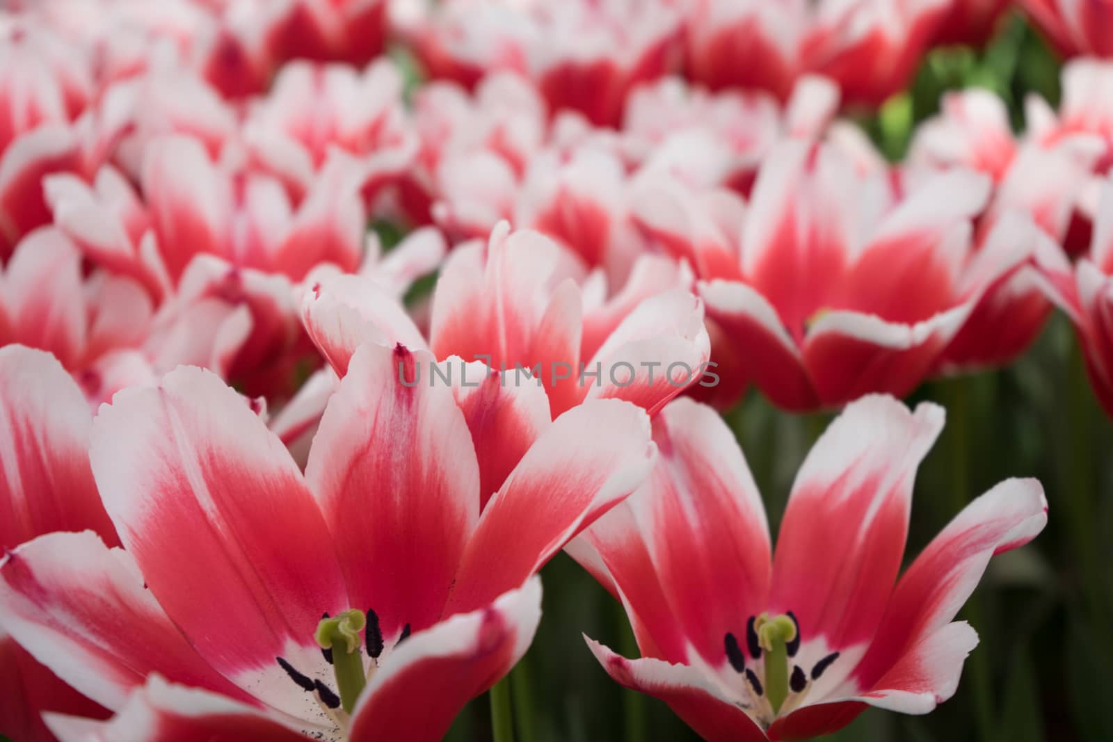 Red and white color tulip flowers in a garden in Lisse, Netherla by ramana16