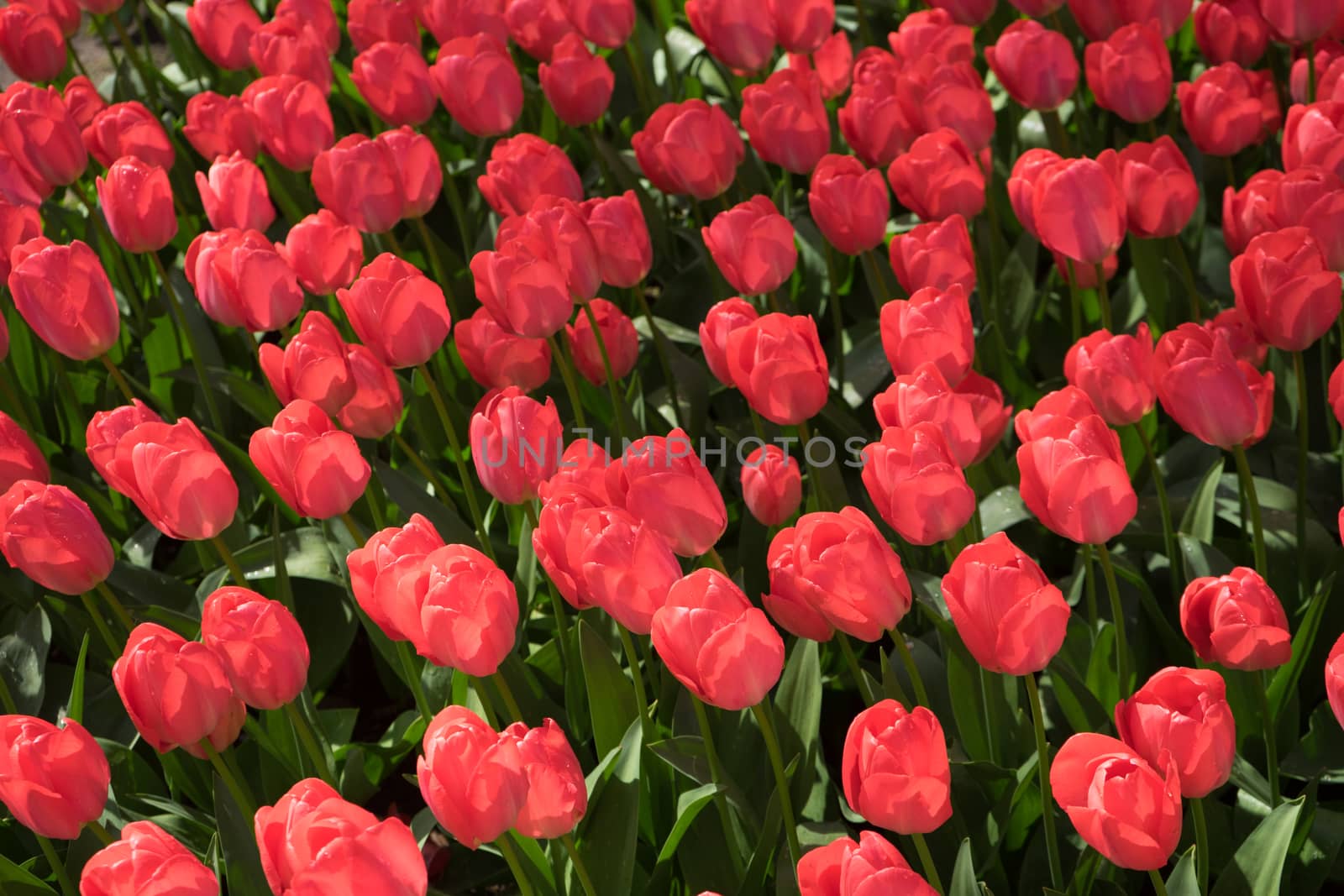 Red tulip buds in Lisse, Keukenhoff,  Netherlands, Europe on a summer day