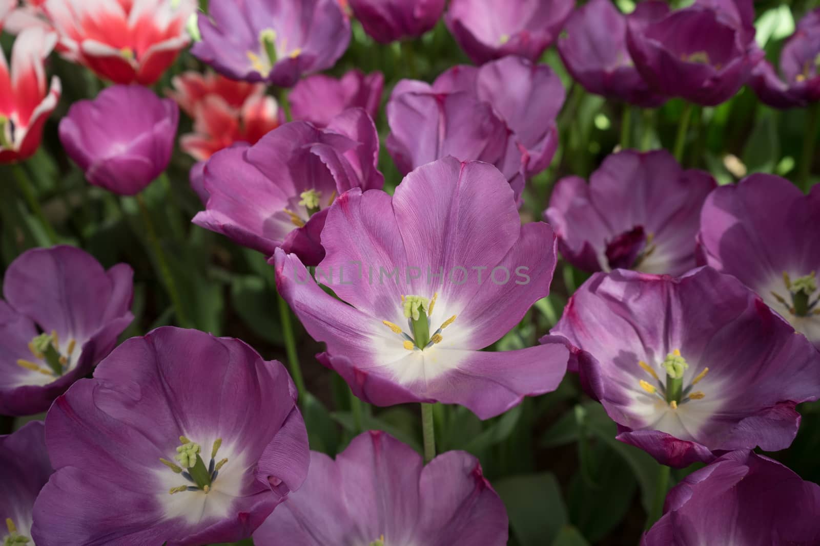 Violet color tulip flowers in a garden in Lisse, Netherlands, Europe on a bright summer day