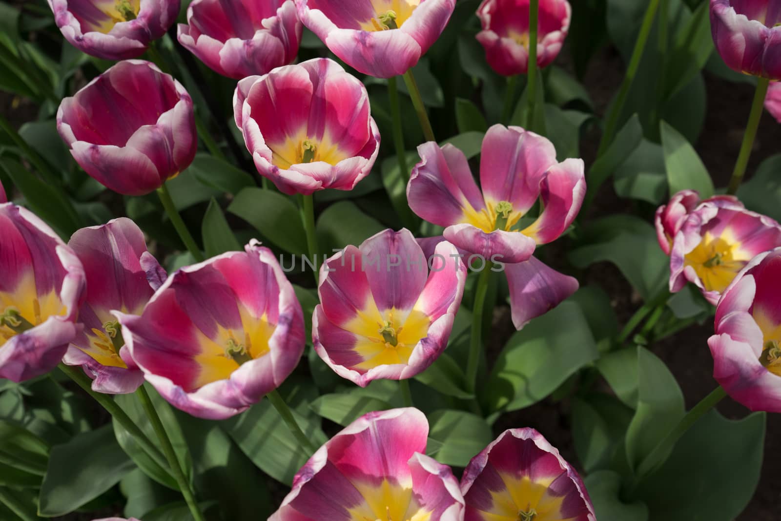 Red and yellow color tulip flowers in a garden in Lisse, Netherl by ramana16