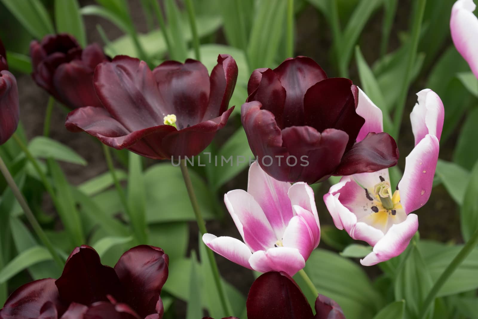 Black and pink colored tulips flowers in a garden in Lisse, Netherlands, Europe on a bright summer day