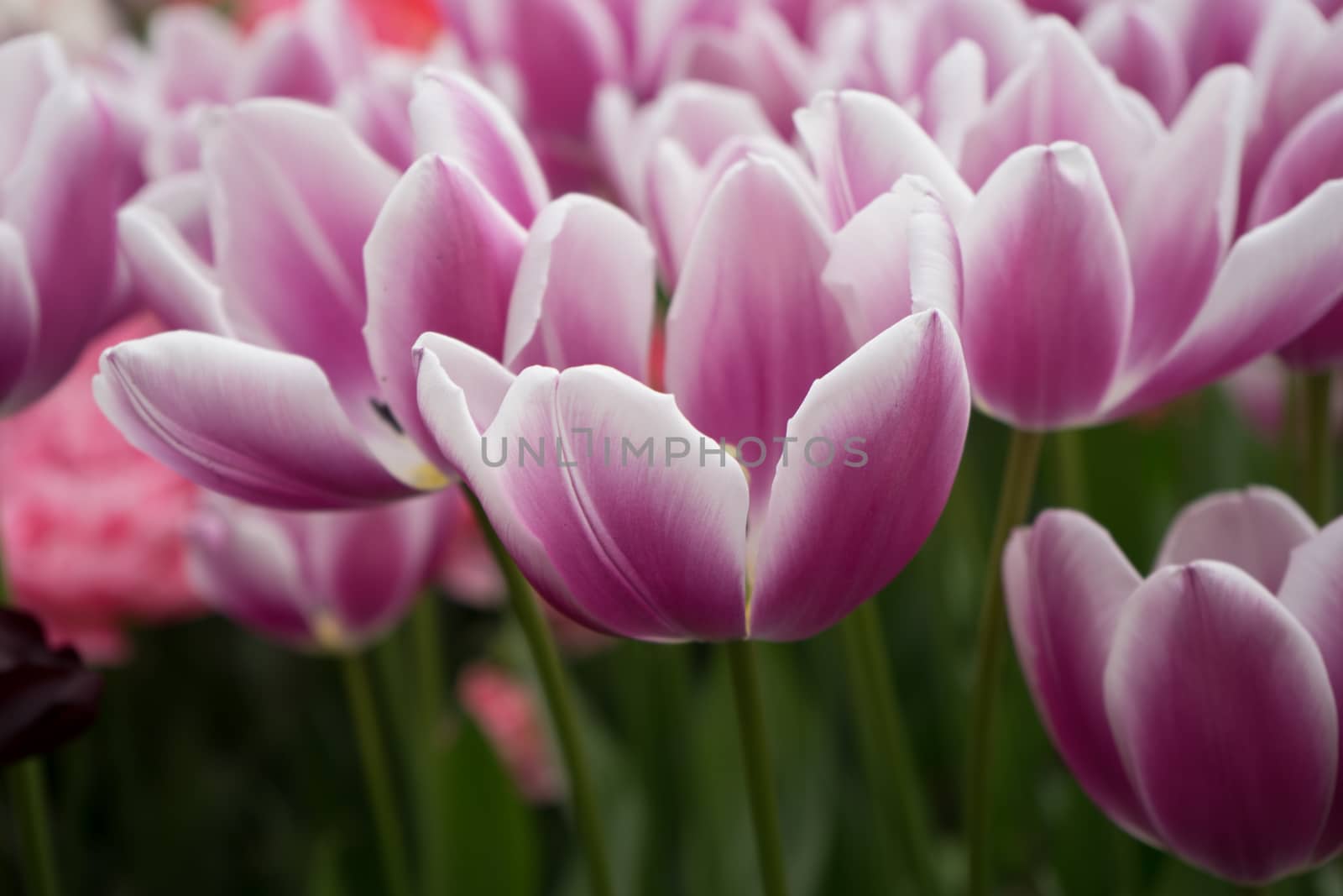 pink and rose colored tulip flowers in a garden in Lisse, Netherlands, Europe on a bright summer day