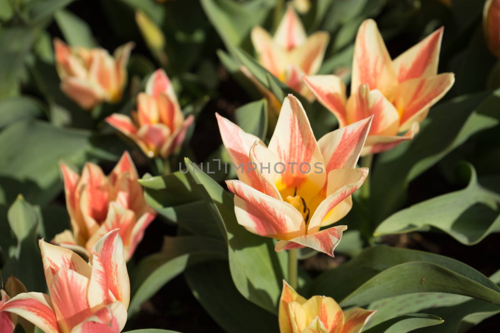 red and white color tulip flowers in a garden in Lisse, Netherlands, Europe on a bright summer day