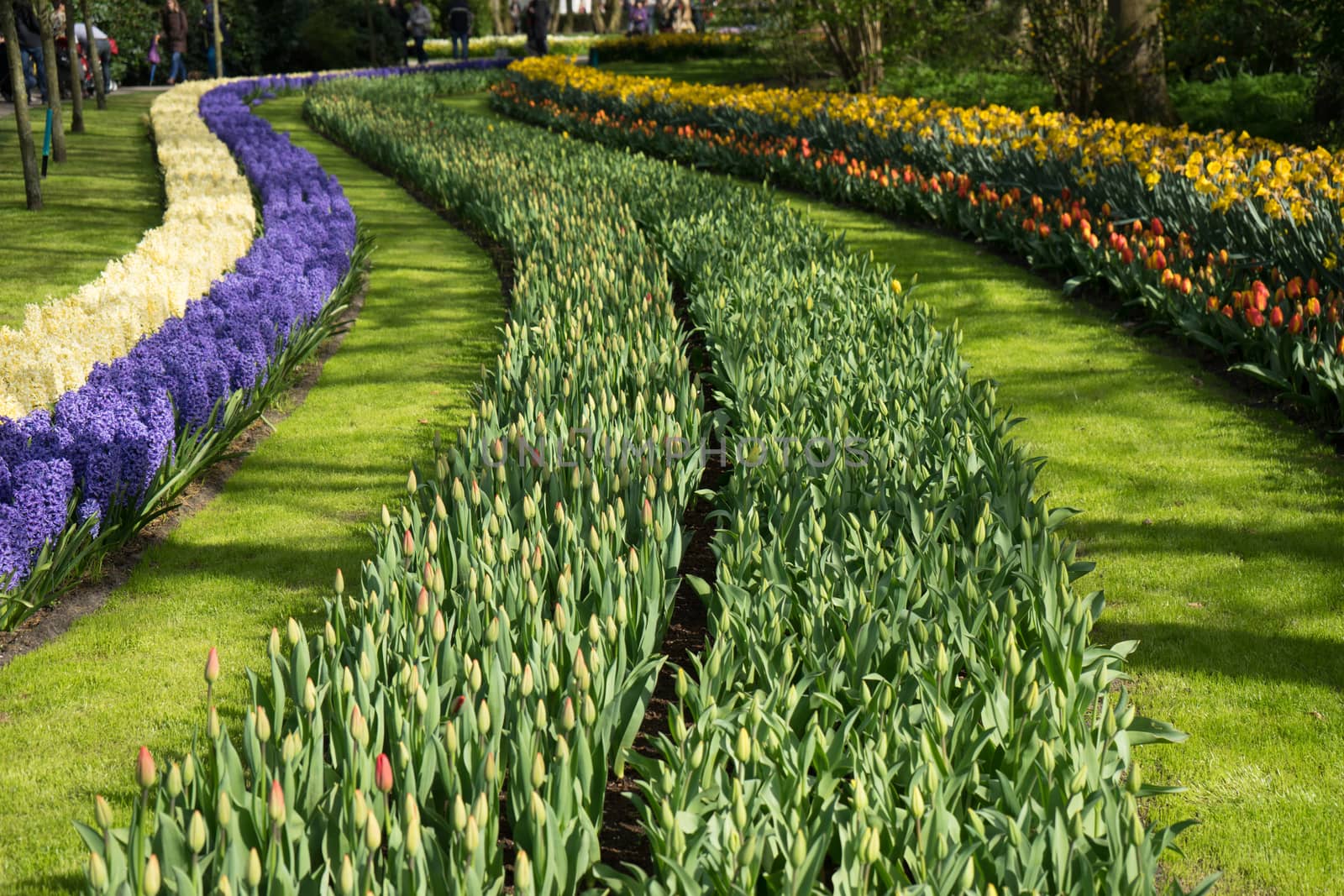 Row of tulips and hyacinth at a garden in Lisse, Netherlands, Eu by ramana16