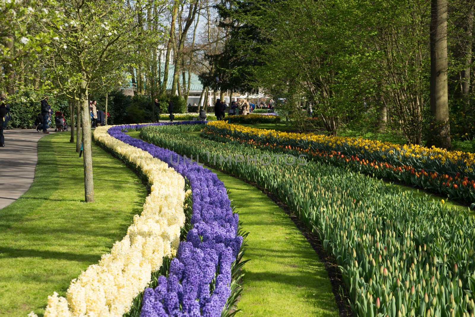 Row of tulips and hyacinth at a garden in Lisse, Netherlands, Europe on a bright summaer spring day
